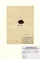 藏品(囊藻)的圖片